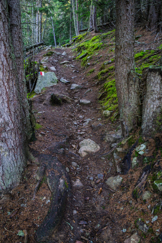 Das Bild zeigt den Weg durch den Wald auf der Wanderung zum Zerminiger.
