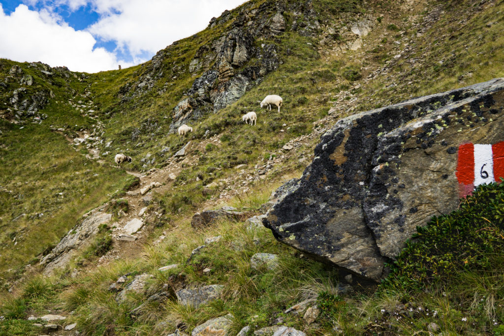 Das Bild zeigt einige Schafe auf dem Weg zum Zerminiger.