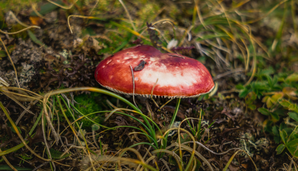 Das Foto zeigt einen Pilz mit roter Kappe.