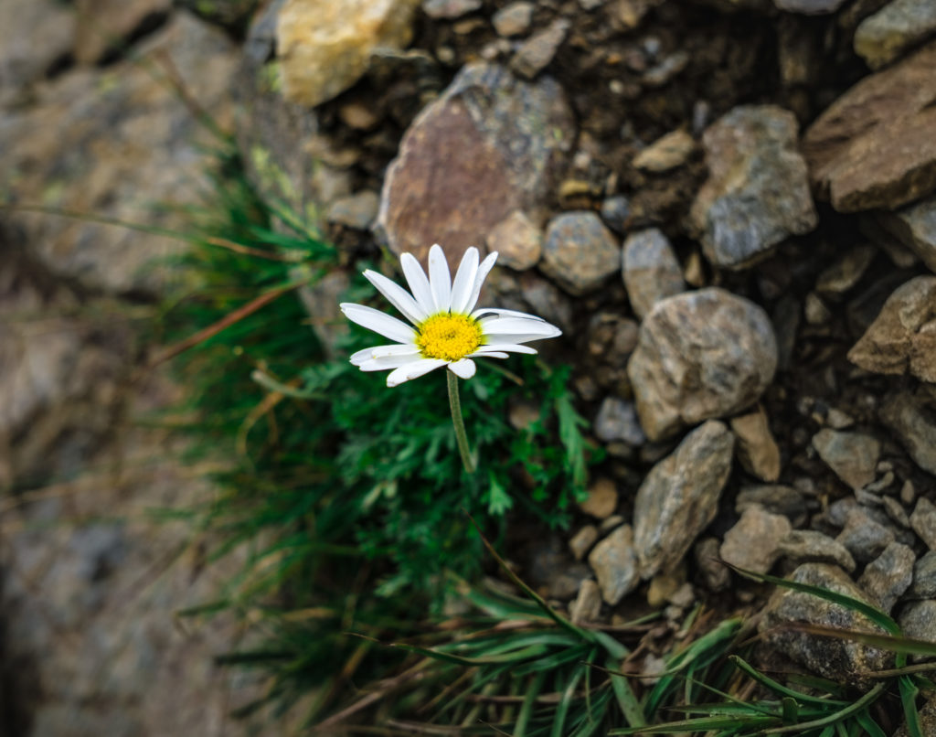 Eine weiße Blume zwischen kargem Fels.
