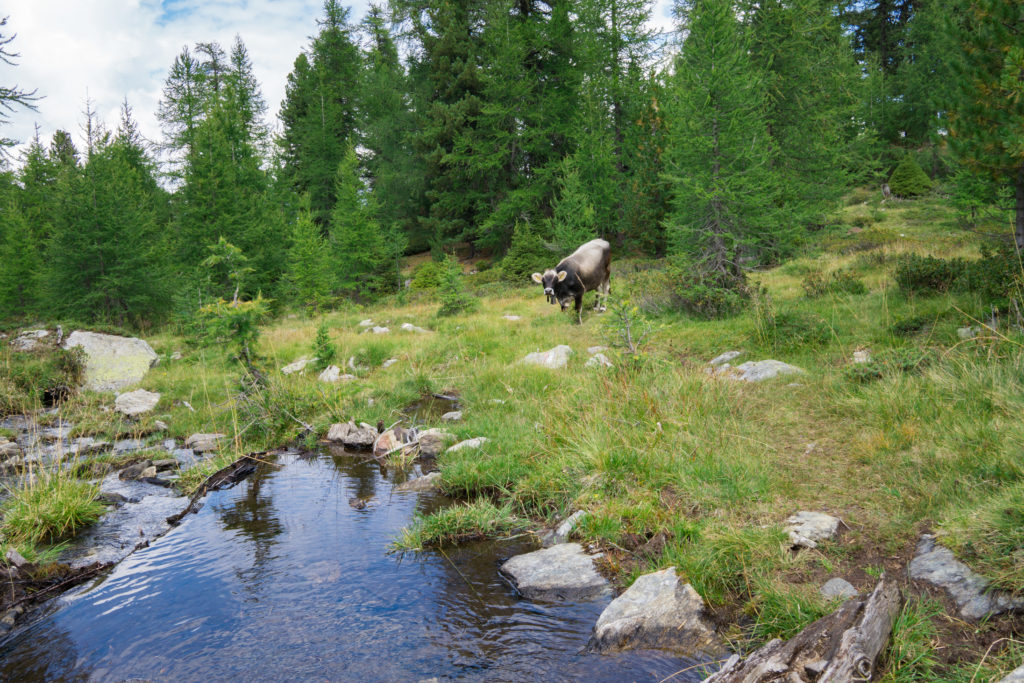 Das Bid zeigt eine Kuh, die vor einem Bach auf einer Almwiese steht und in die Kamera schaut.